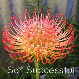Photo of So Successful Pincushion flower